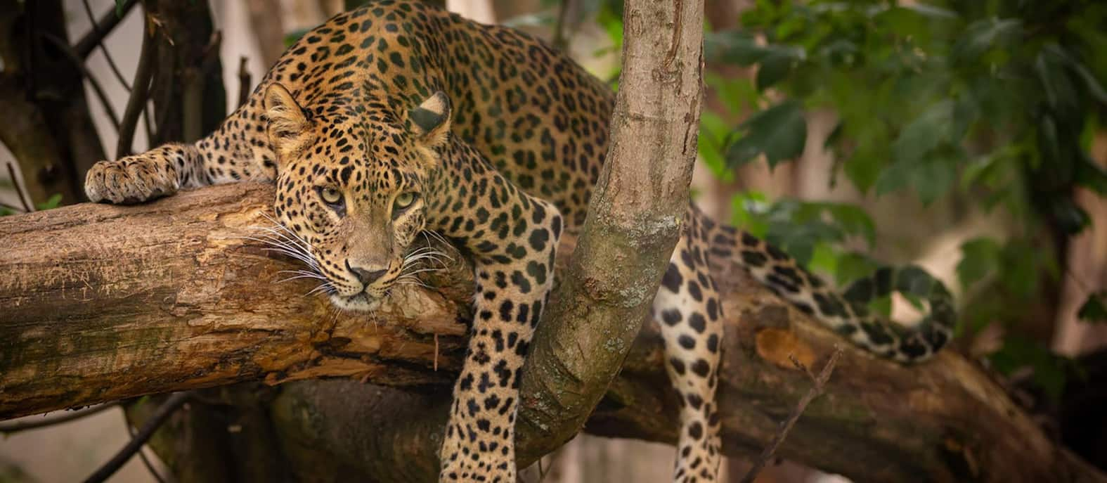 Amur Leopards