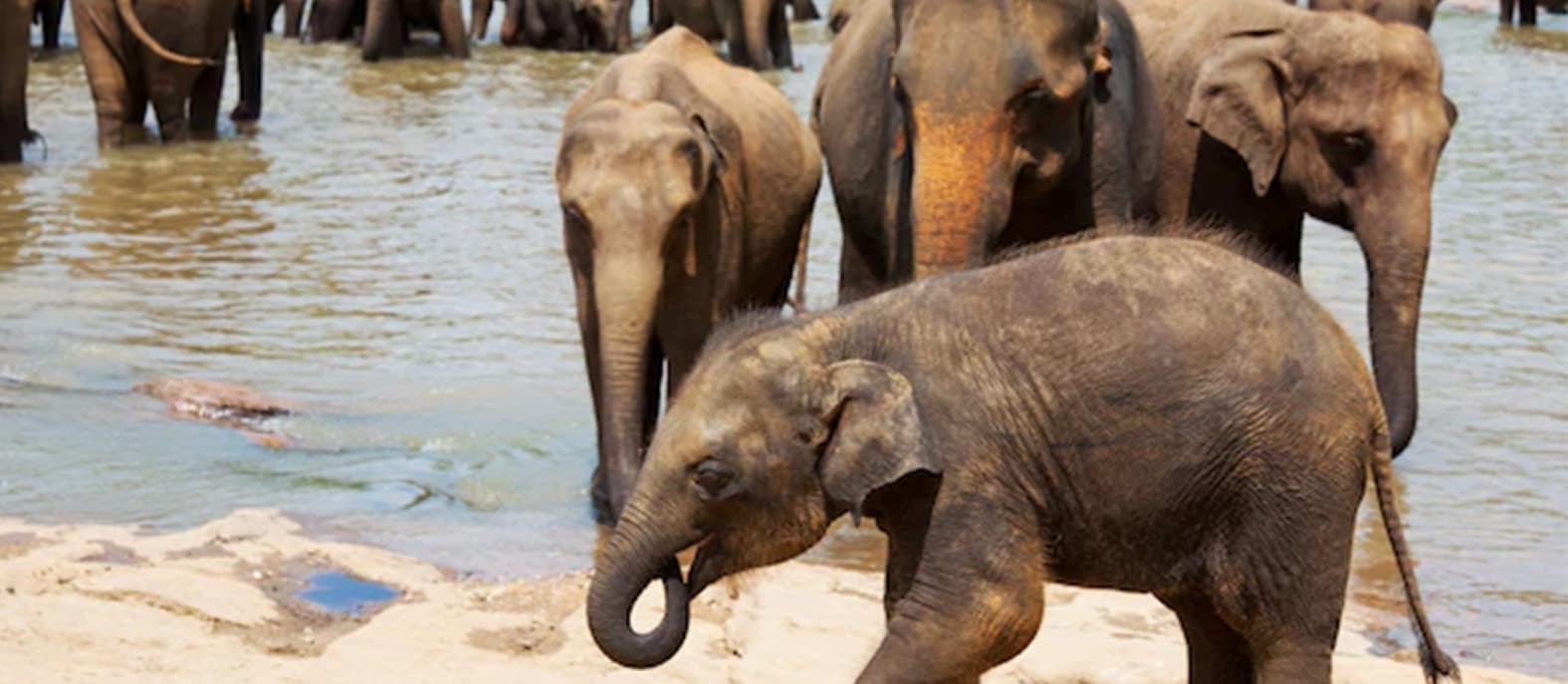 Asian Elephants