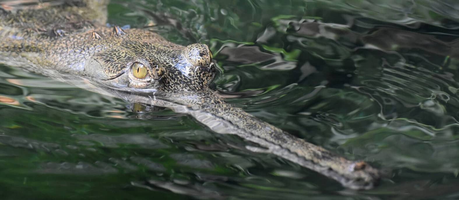 Gharials