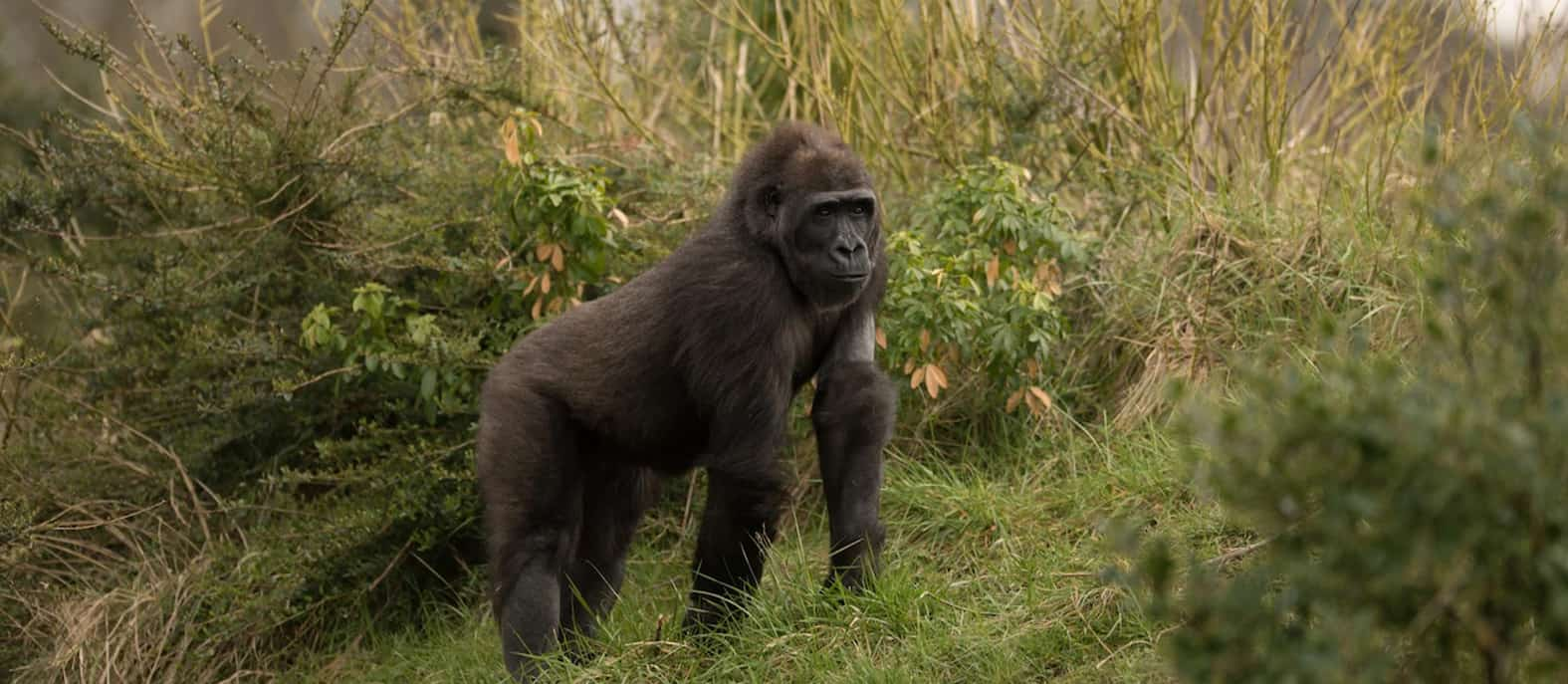 Mountain Gorillas