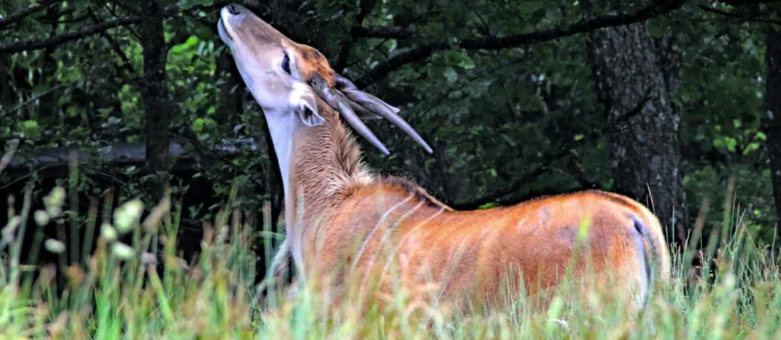 Saola