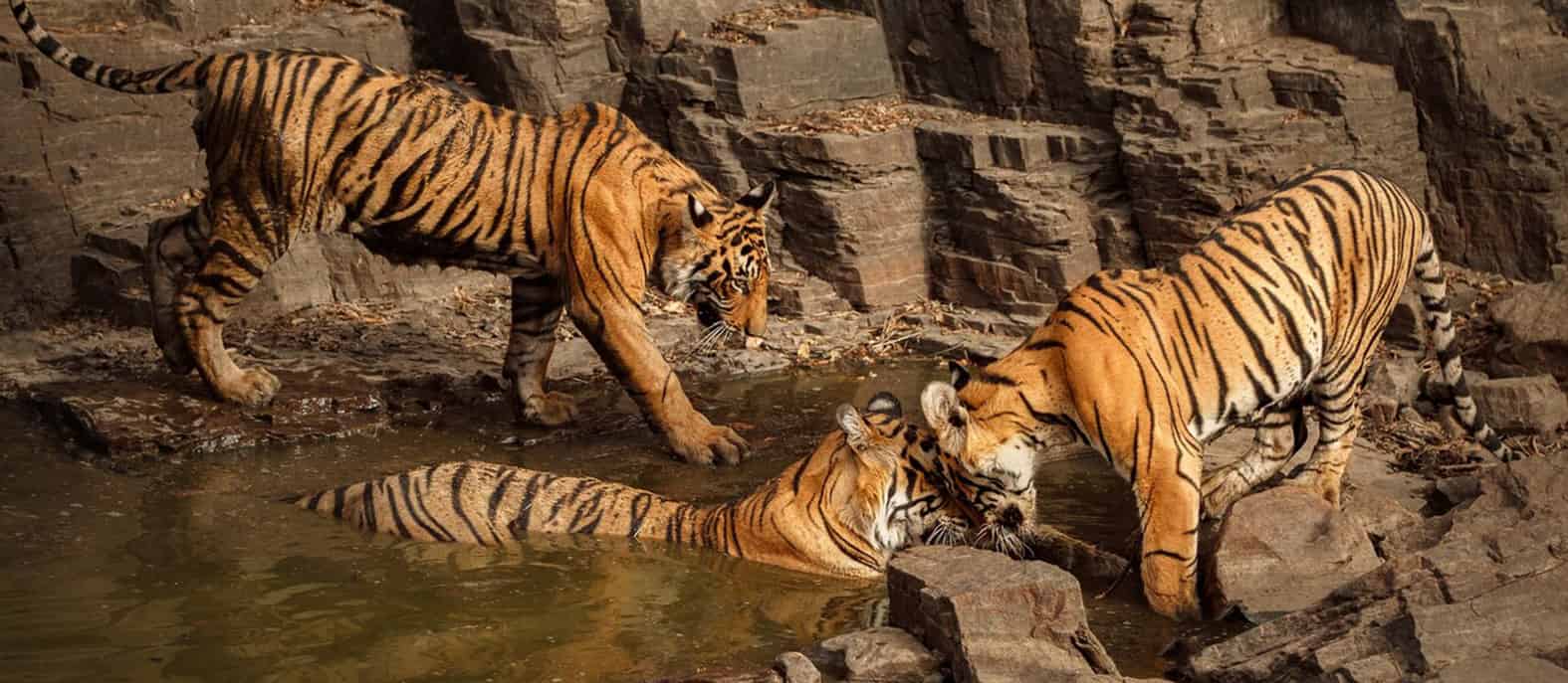 Sunda Island Tigers