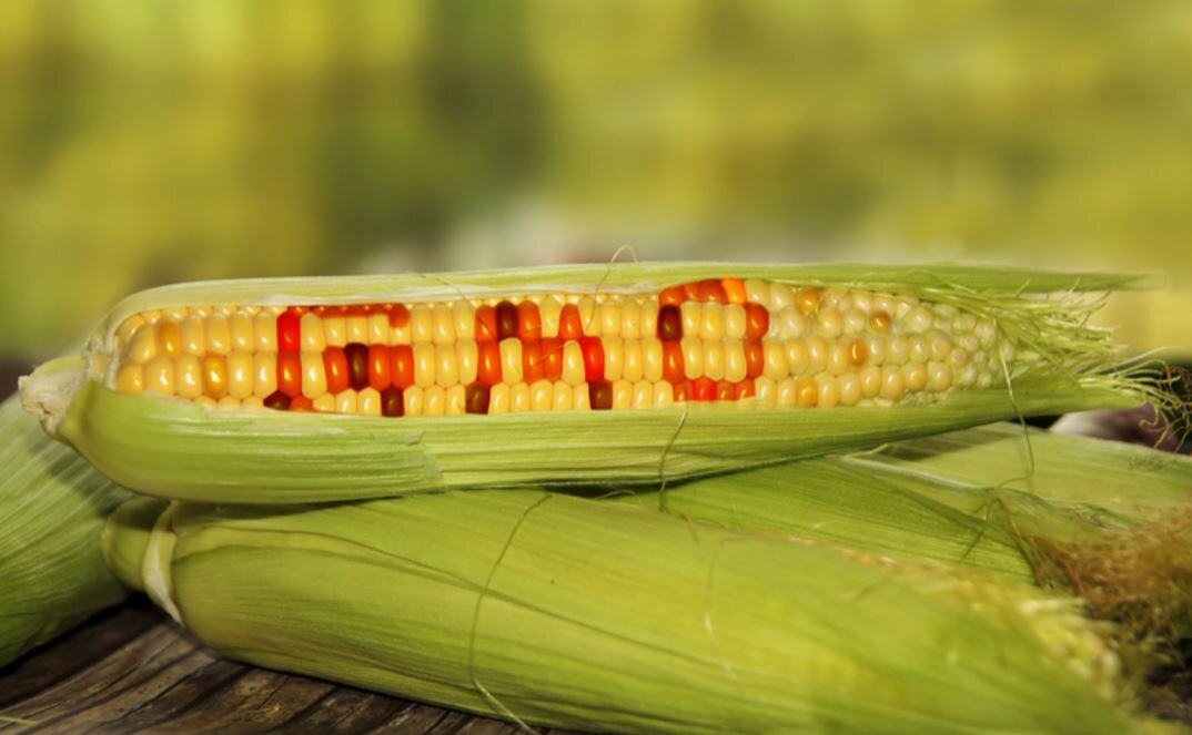 The GMO Controversy