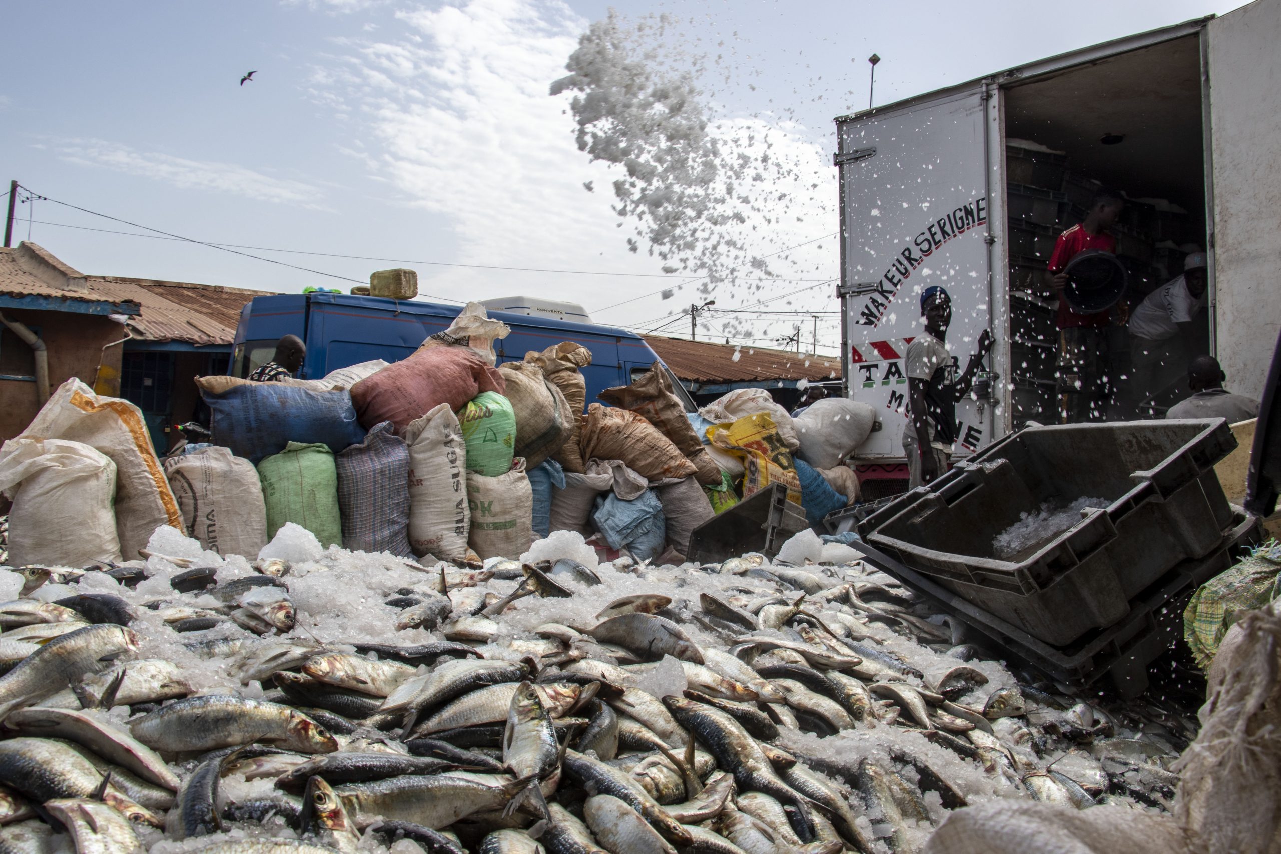 fisheries depletion